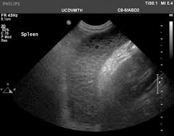 Lymphoma in dogs is an aggressive cancer that can metastasize very quickly. Canine Multicentric Lymphoma An Overview Today S Veterinary Nurse