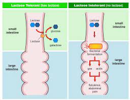 Check spelling or type a new query. Reintroducing Lactose Back Into The Diet Paediatric Nutrition