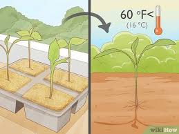 See full list on agrilifeextension.tamu.edu 3 Ways To Grow Jalapeno Peppers Wikihow