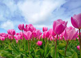 Maybe you would like to learn more about one of these? Best 5 Summer Annual Flowers North Dallas Flowering Annuals