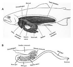 It prevents the body from digesting the tract. Schematic Illustration Of Viscera A And Digestive Tract B In Download Scientific Diagram