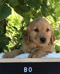 Your new best friend awaits you at white fire golden retrievers where we have beautiful new puppies waiting to go home with you. Ko5eskmciz71zm