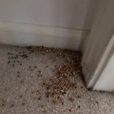 They can scuttle along piles of wood, drop through cracks between the floorboards and the brick foundation, scamper across beams holding up. How To Get Rid Of Dead Mouse Smell Under Floorboards