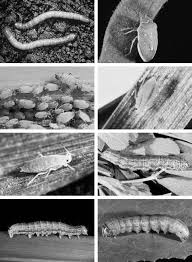 Look up images of bladder and ramshorn snails on google. Wheat Pests And Their Management Springerlink