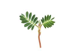 Image result for Neptunia oleracea