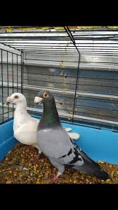 Pin By Duthilleul Camille On Pigeon Racing Pigeon Lofts Racing Pigeons Pigeon