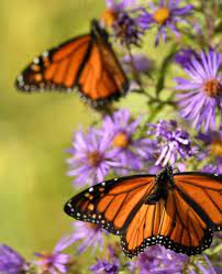 Their bright orange coloring, while while there are many different plants to attract butterflies, monarch butterflies need milkweed. Plants For Monarch Caterpillars How To Attract Monarch Butterflies