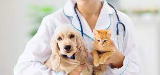 We are open after work and weekends to provide an urgent care model could provide pet owners with a cost effective and time efficient option. Mobile Veterinary Clinic Services Colorado Springs In Home Vet Care