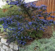 We did not find results for: 61 Corliss Drive Ideas Plants Planting Flowers Shrubs