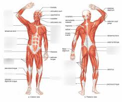 Dumbbells are great pieces of equipment that allow a greater range of motion and help you target each muscle individually. Upper Body Muscles Anterior Diagram Quizlet