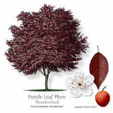 We did not find results for: Ufei Selectree A Tree Selection Guide