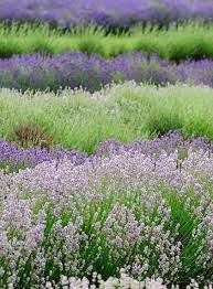 Uk Cotswolds Snowshill Lavender Farm 35 Varieties Lavender Farm Lavender Fields Lovely Lavender