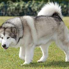 Check spelling or type a new query. Alaskan Malamute Colors White Chocolate Pets Lovers