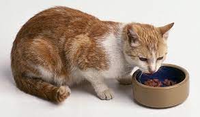 Maybe you would like to learn more about one of these? 23 Tanda Kucing Alergi Makanan Yang Harus Anda Ketahui Arenahewan Com