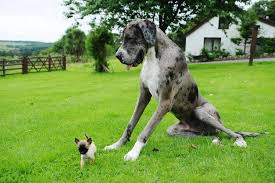 Check spelling or type a new query. 7ft Great Dane Who Was One Of The World S Biggest Dogs And Weighed 12 Stone Dies