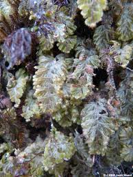 Image result for Hymenophyllum capillare
