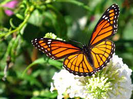 Mundo Y Tecnologia On Twitter Imagenes De Mariposas Mariposa Monarca Jardin De Mariposas