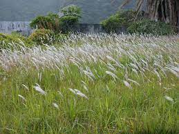 Alang pronunciation in american english us. Imperata Cylindrica Wikipedia