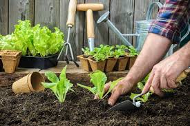 Maybe you would like to learn more about one of these? Should You Wet Soil Before Planting Farm And Garden Diy