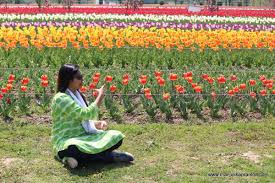 Maybe you would like to learn more about one of these? Enjoy The Magnificent Tulip Festival Of Kashmir With Family Pendown Art Travel And Culture Blog