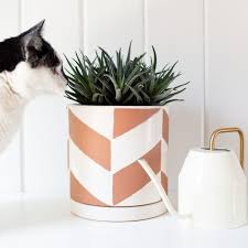 But pets may nibble it out of curiosity, which is a bad thing: Houseplants Safe For Cats And Dogs