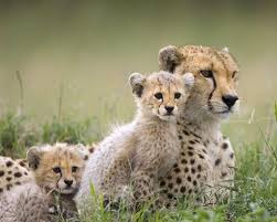 Wild Animals Wallpaper Cheetah Family Wild Animal Wallpaper Animals Beautiful Animals
