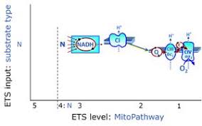 • herramientas y propiedades de administración de win. Nadh Electron Transfer Pathway State Bioblast