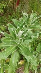 Image result for Aneulophus congoensis