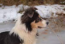 Border Collie Wikipedia