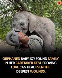 🐘 The Language of Love: Baby Joy's Gentle Kisses Prove the Power of Trust  at Elephant Havens At Elephant Havens, the journey from trauma to trust is  often marked by simple, profound