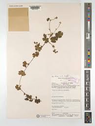 Image result for Alchemilla kiwuensis