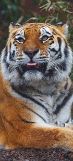 Tiger With It S Tongue Out Avec Images Animaux Les Plus Mignons