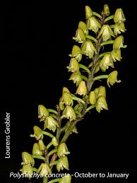 Image result for Polystachya concreta