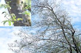 Image result for Albizia brevifolia