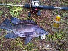 Cara Meracik Umpan Ikan Nila Babon Paling Ampuh Hanya Dengan Menambahkan Aquatic Essen Oplosan Kualitas Terbaik Yang Sudah Dirasakan Oleh Para Babon Essen Ikan