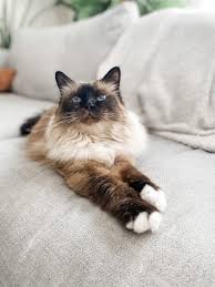The fact that they love affection and companionship is the reason they are fine with other pets. Birman Vs Ragdoll How To Pick Between Them And Their Characteristics