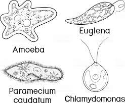 Worksheets are paramecium, kingdom fungi work answers, name hour six kingdoms coloring work, cnidarian coloring guide answers, its so simple kingdom monera bacteria, kingdom protista webquest answer key, unit 4 protists and fungi, flower anatomy activity. Pin On Science Images