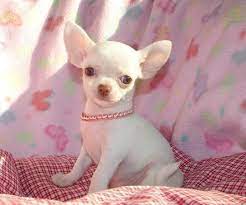 Buy Apple Head Chihuahua Smallish Size Animals Razas De Perros Chihuahua Fotos De Perros Chihuahua Perros Chihuahua