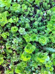 These ground cover plants for shade include some flowering, perennial, evergreen and hardy varieties to landscape you garden. How To Grow Groundcover Plants Turfonline