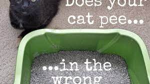 Over time, bacteria decompose urine and create ammonia odors no matter how long cat urine odor has been left untreated, odorklenz laundry liquid offers a safe, reliable, and wholly effective means to getting rid of cat urine odor for good. How To Get Rid Of Sour Cat Urine Odor For Good Dengarden