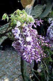 Wisteria Sinensis Chinese Wisteria Rhs Gardening Chinese Wisteria Plants Hardy Plants