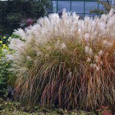 Chinaschilf Miscanthus Sinensis Kleine Fontane Weiss Chinaschilf Gartenboden Gartencenter