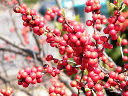 Image result for Ilex