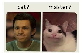 Funny Funnyanimal Cat Meme Follow Me In Instagram Https Www Instagram Com The Pets Arena Funny Pictures Funny Tom Funny Cat Memes