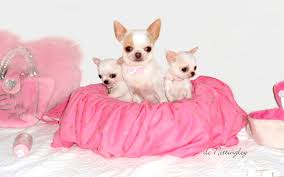 Portrait De Famille Maman Chihuahua Et Ses Deux Petits Chihuahuas Lof Au Poil Court
