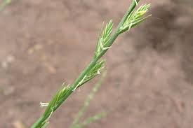 Image result for Lolium