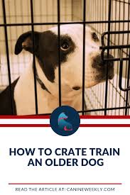 Crate Training An Older Dog 5 Tips To Success Canine Weekly Puppy Training Crate Training Dog Crate Training