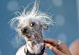 Catelusul, in varsta de doi ani, a castigat marele premiu al publicului spre incantarea tuturor iubitorilor de animale adunati la competitie. Cel Mai Urat Caine Din Lume