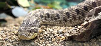 This is especially true if the snake eats in its main enclosure. Peoria Zoo Western Hognose Snake Peoria Zoo