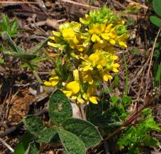 Image result for Rhynchosia totta